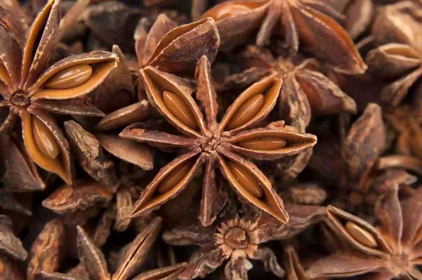 Árbol de anís estrellado valorado por su aroma y principio activo