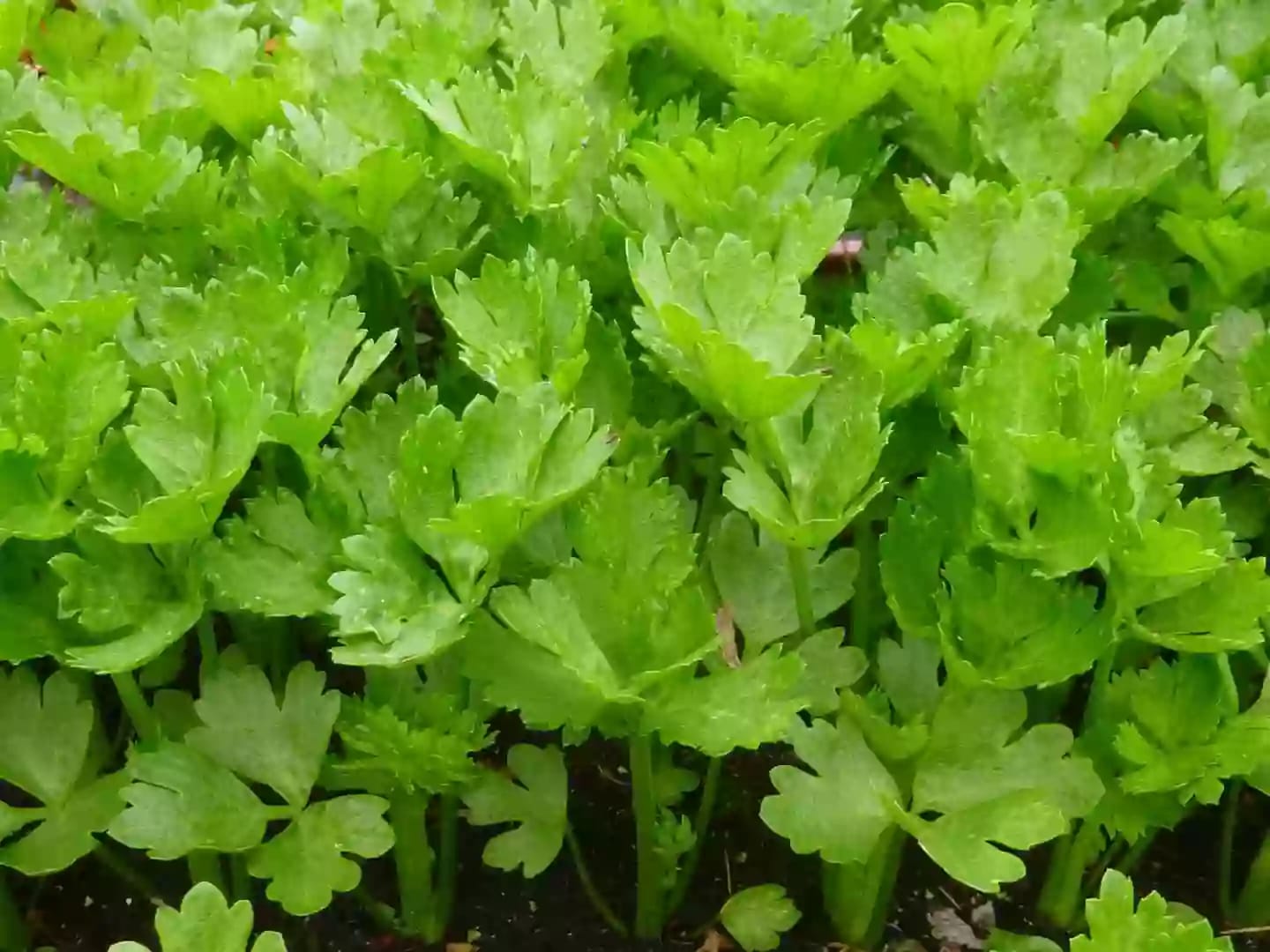 Planta comestible de apio con tallos estriados de sabor característico