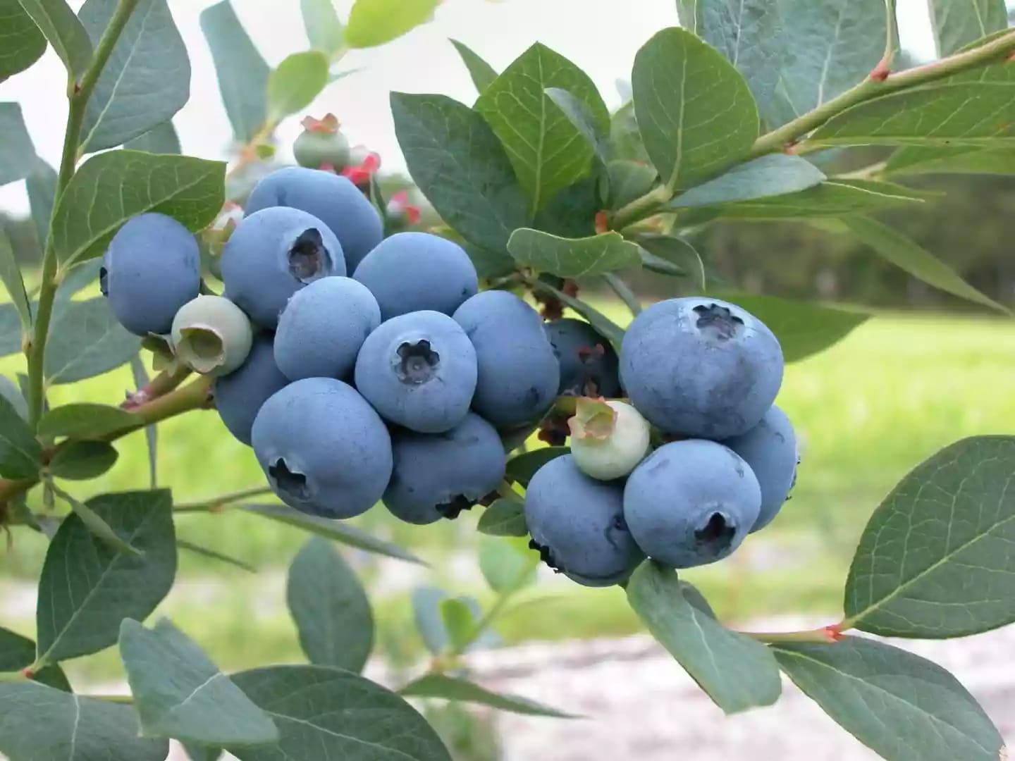 Frutos de arándano en racimos con tonalidades rojizas y azules