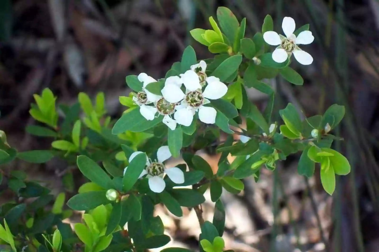 Arbusto de árbol de té con hojas estrechas y flores blancas
