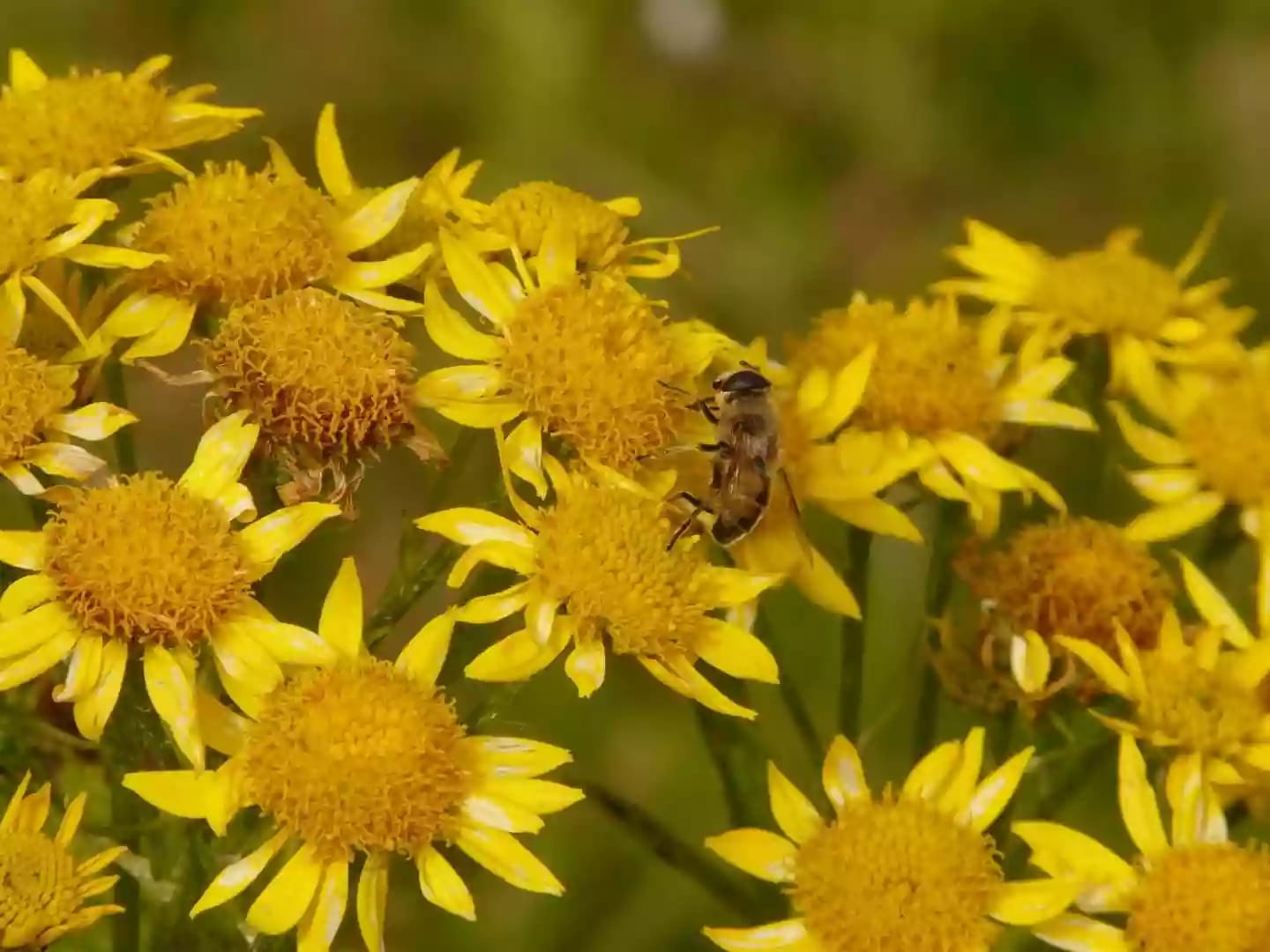 Planta aromática de árnica con flores amarillas de uso medicinal
