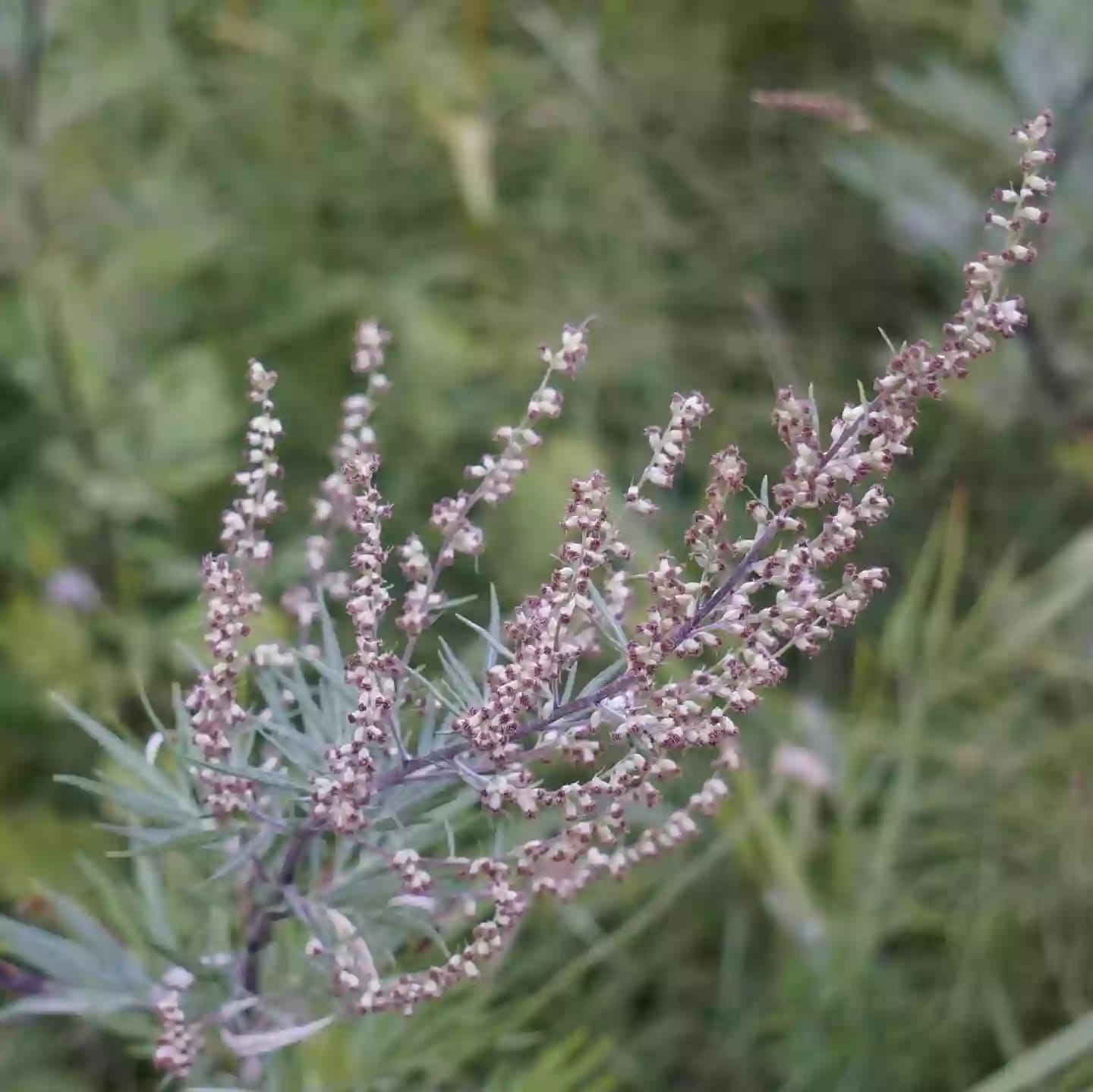 Planta de artemisa con tallo rojizo y hojas verdes oscuras