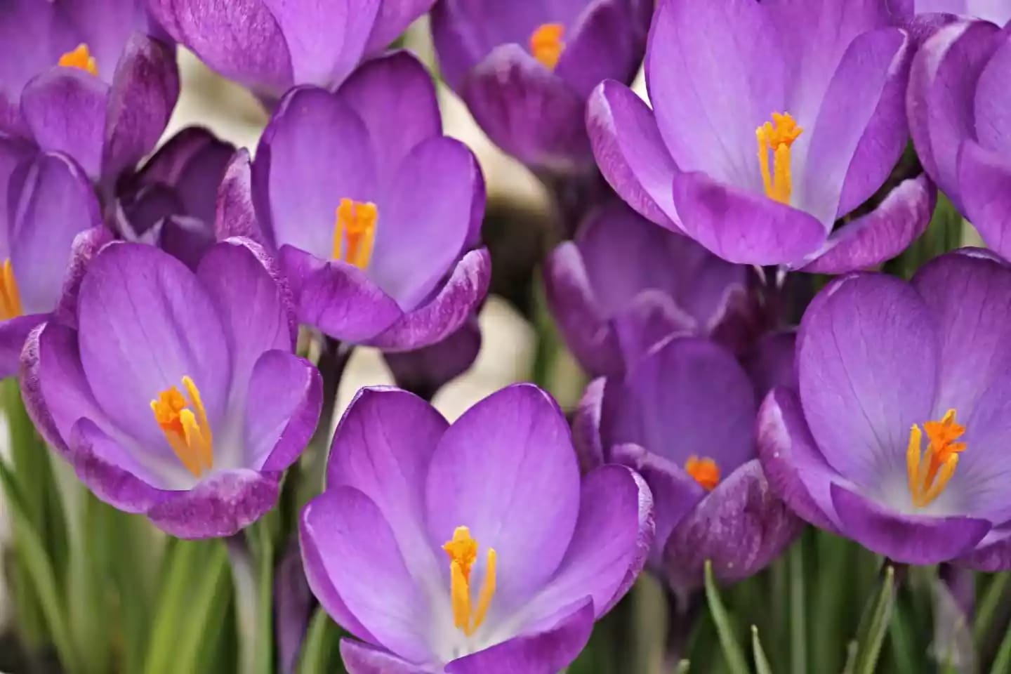 Flor de azafrán con pétalos de color morado intenso
