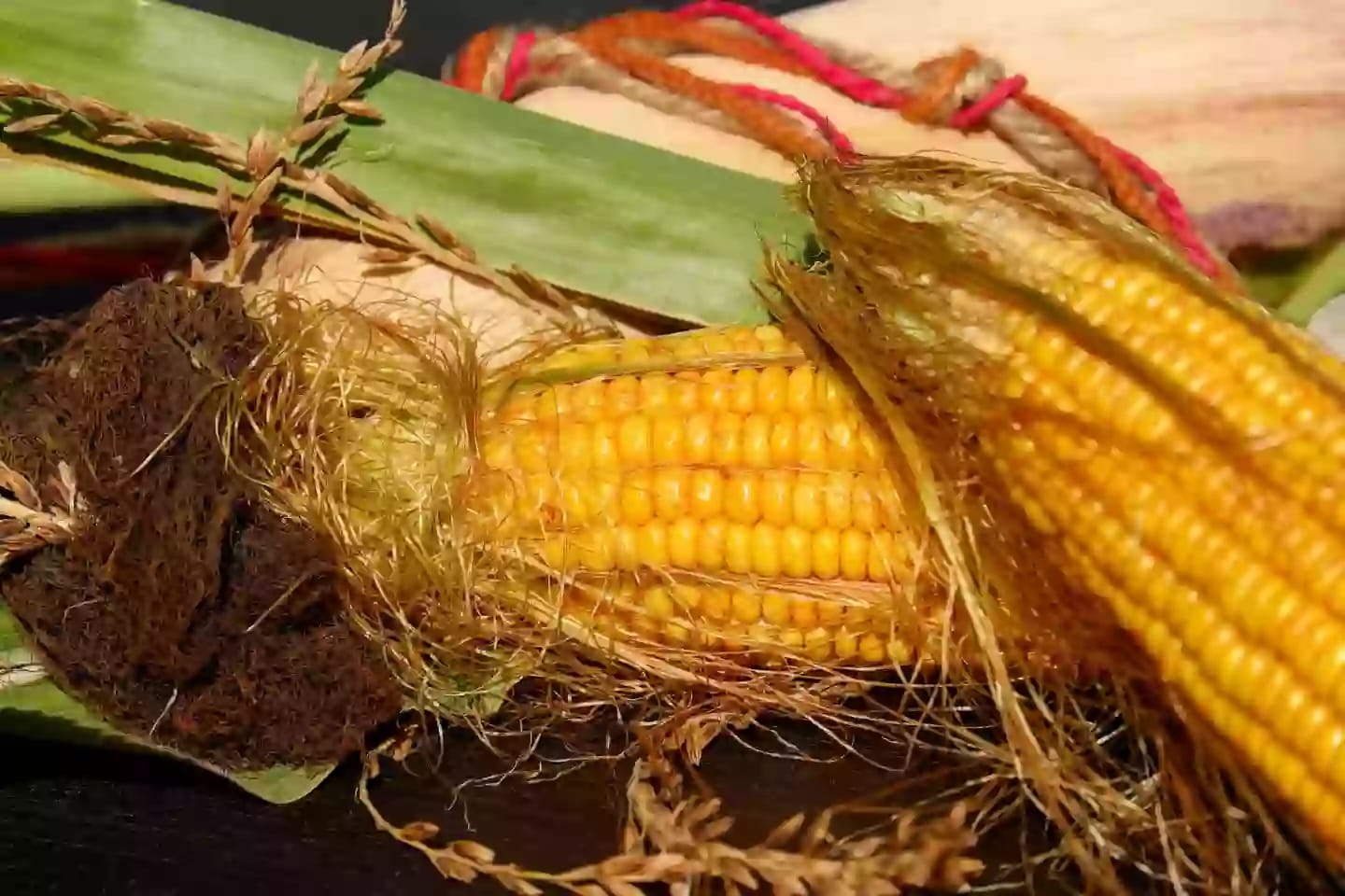 Estilos y estigmas secos de barba de maíz con propiedades medicinales