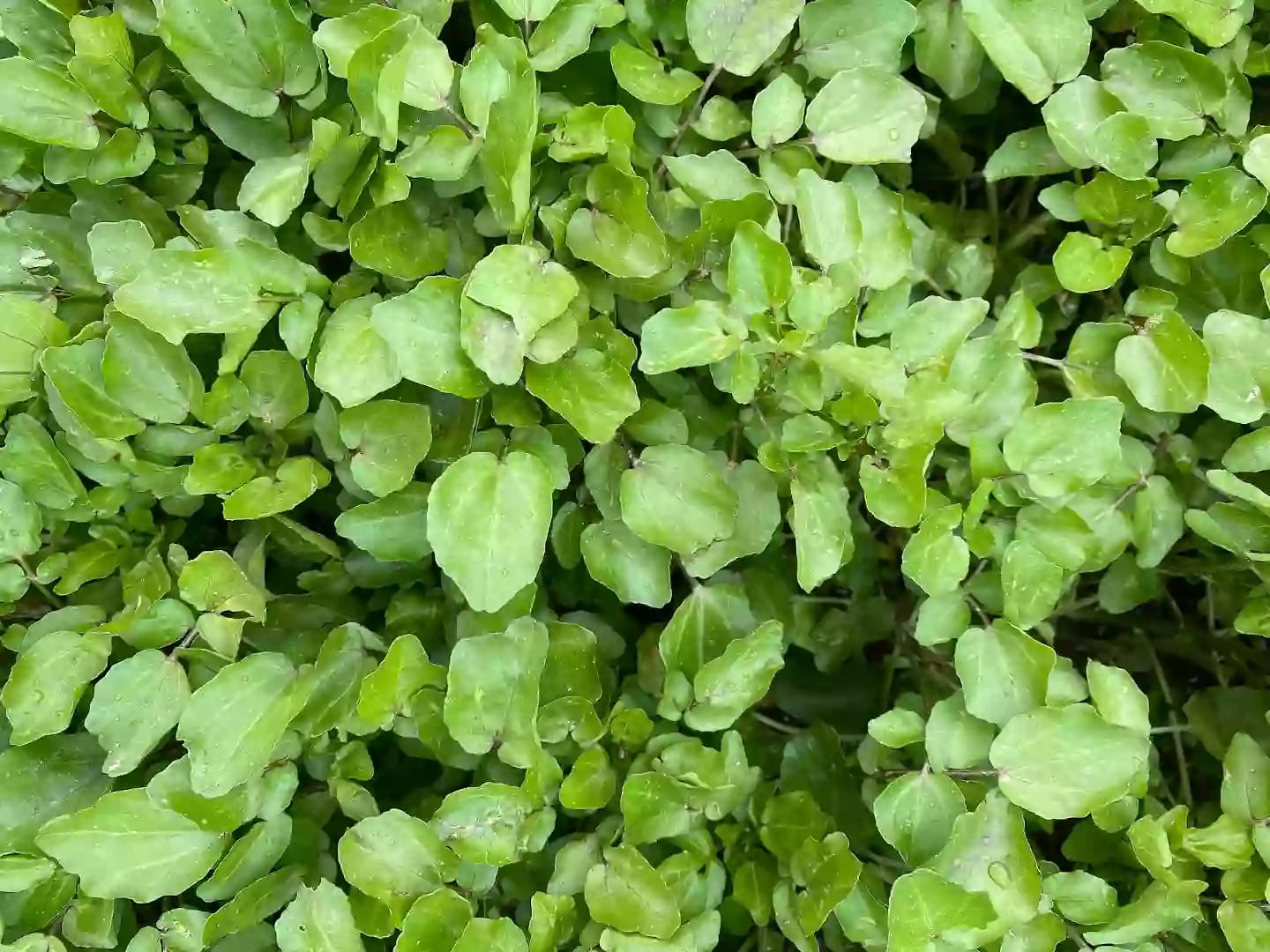 Planta acuática de berro con hojas comestibles de uso medicinal
