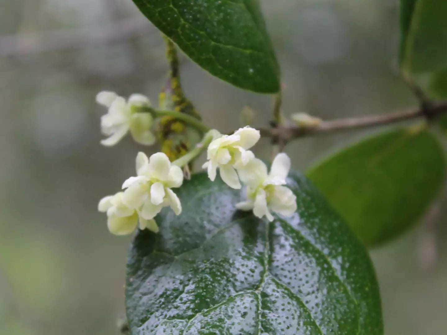 Árbol aromático de boldo nativo de América del Sur