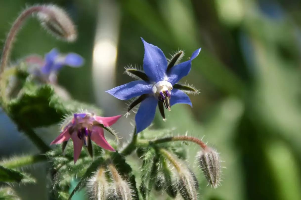 Planta de borraja con flores azules y propiedades tradicionales