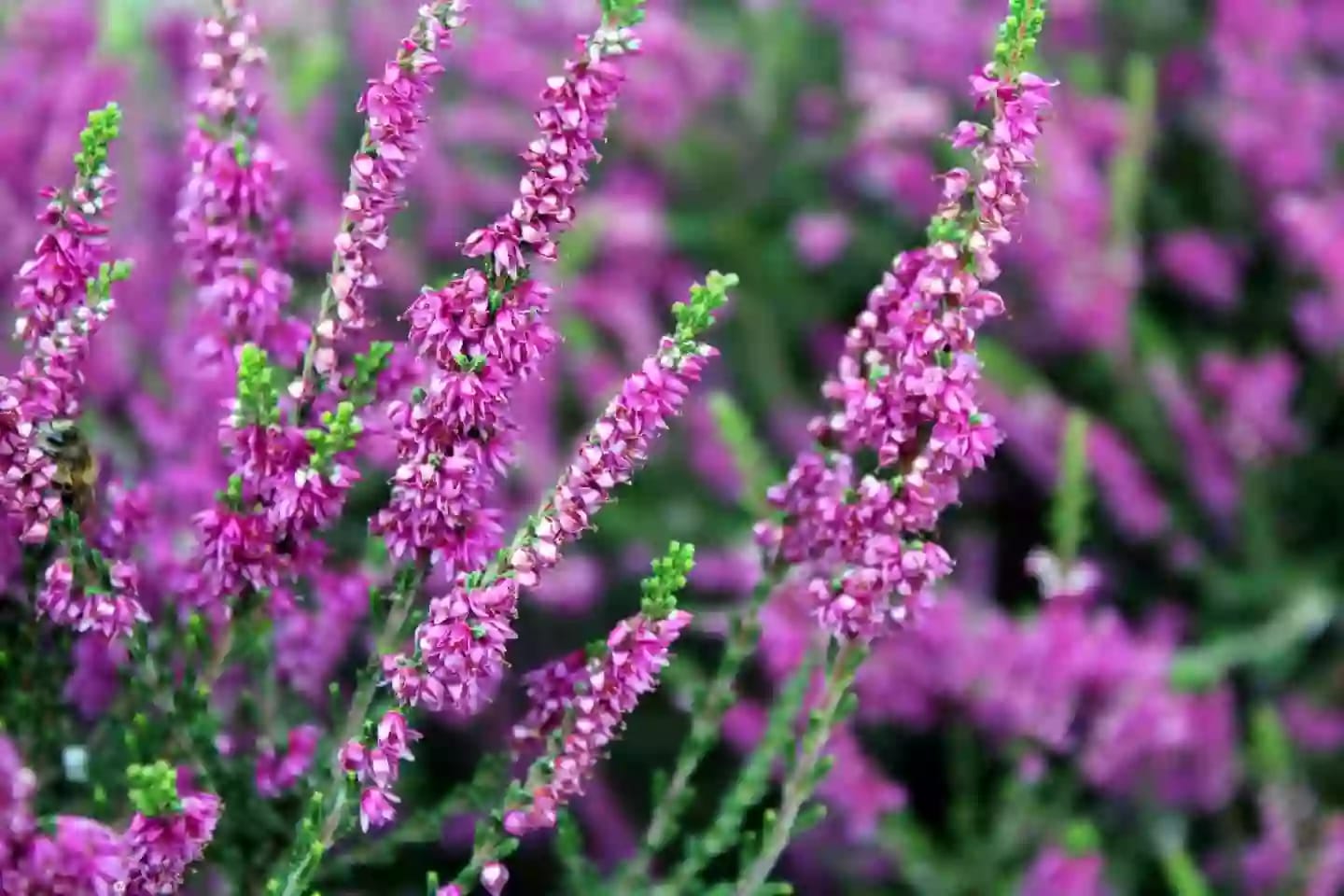 Arbusto compacto de brezo con racimos de flores rosas