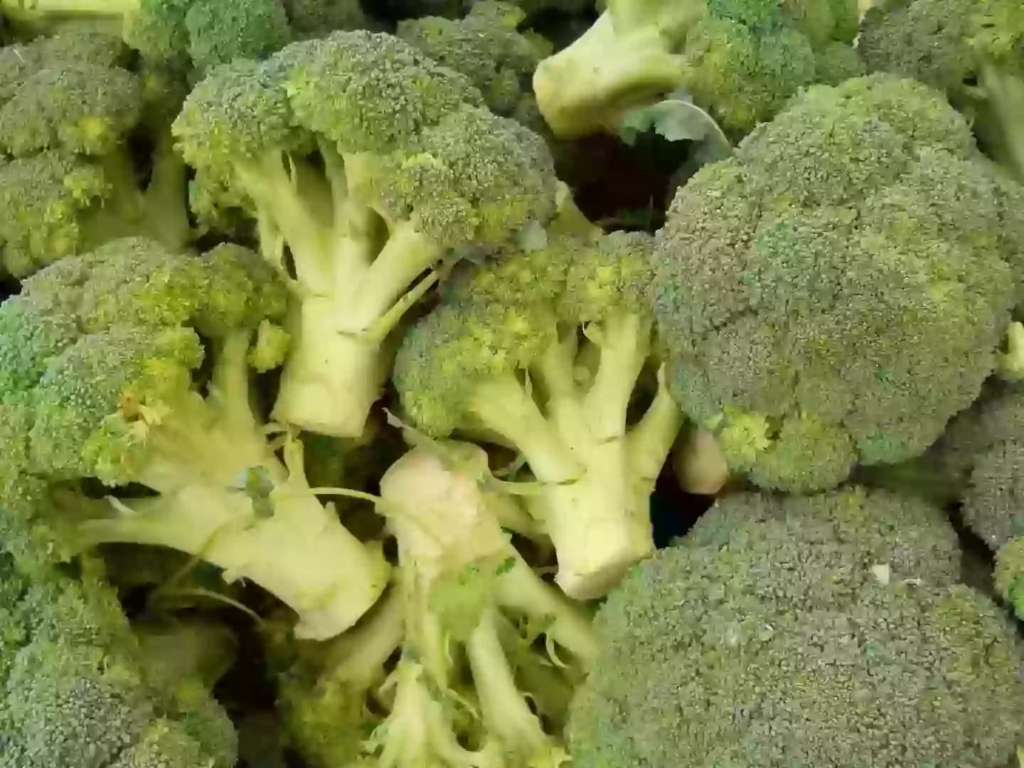 Inflorescencia comestible de brócoli con cabezas carnosas verdes