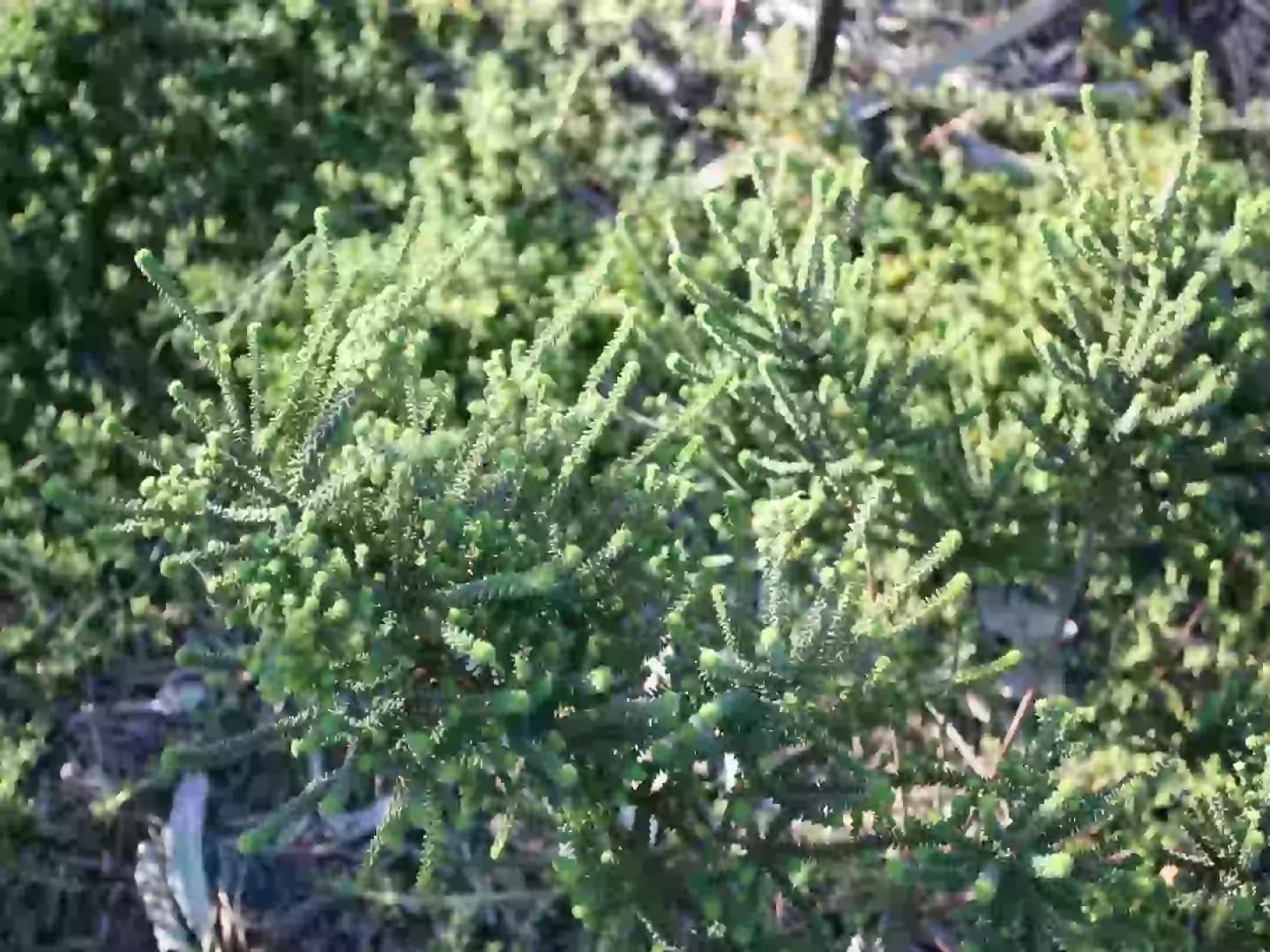 Arbusto perenne de buchu con tallos ramificados y flores pálidas