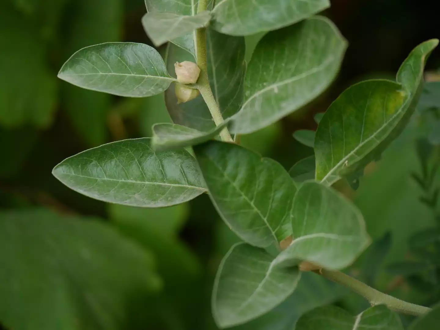 Planta medicinal de bufera conocida popularmente como ashwagandha