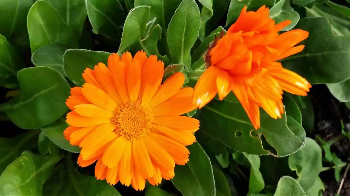 Planta herbácea de caléndula con flores características de uso medicinal