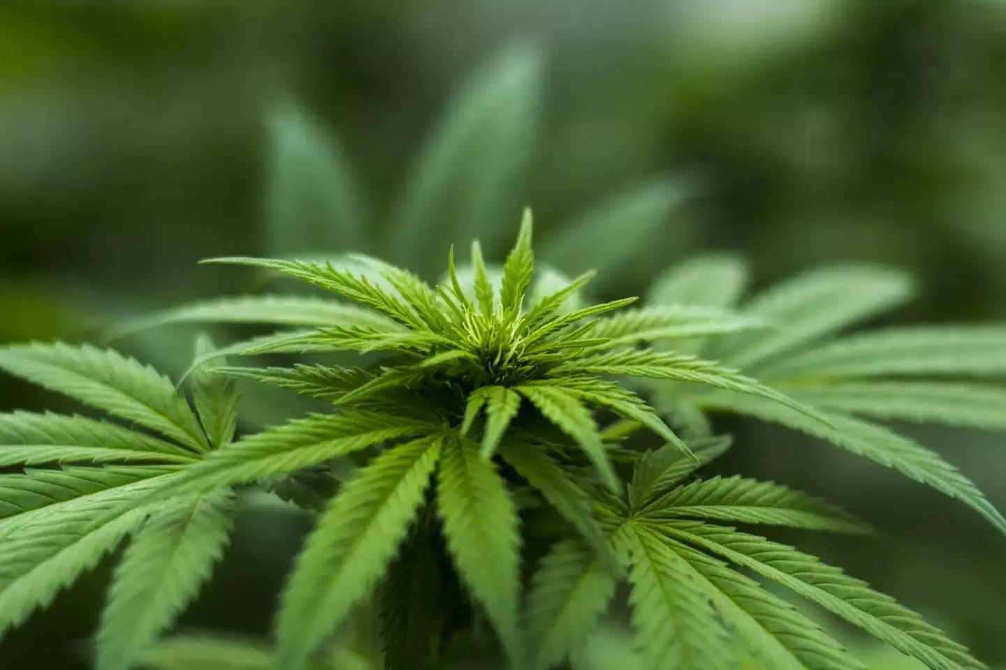 Planta anual de cannabis con hojas grandes y folíolos alargados