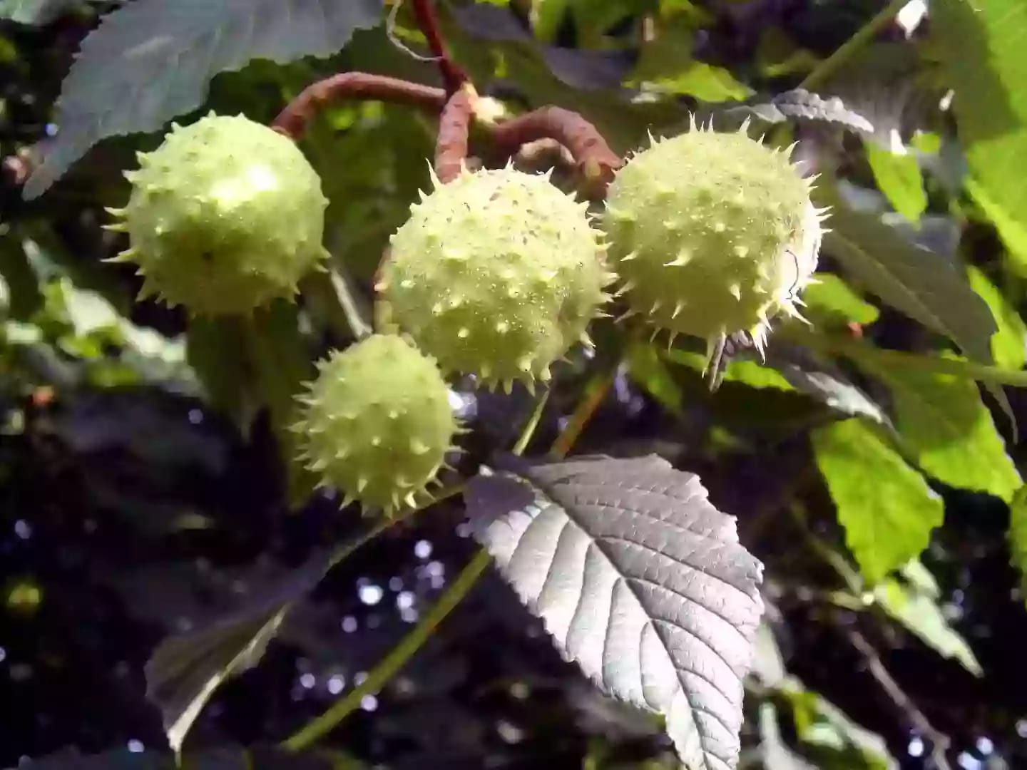 Árbol de castaño de Indias con ramificaciones y frutos característicos