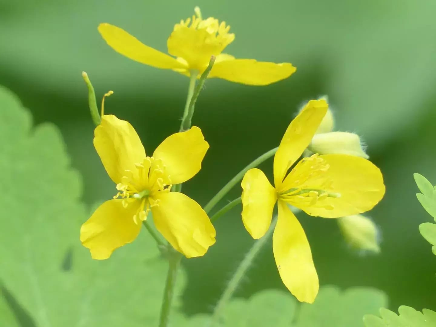 Planta de celidonia con flores de pétalos de color amarillo