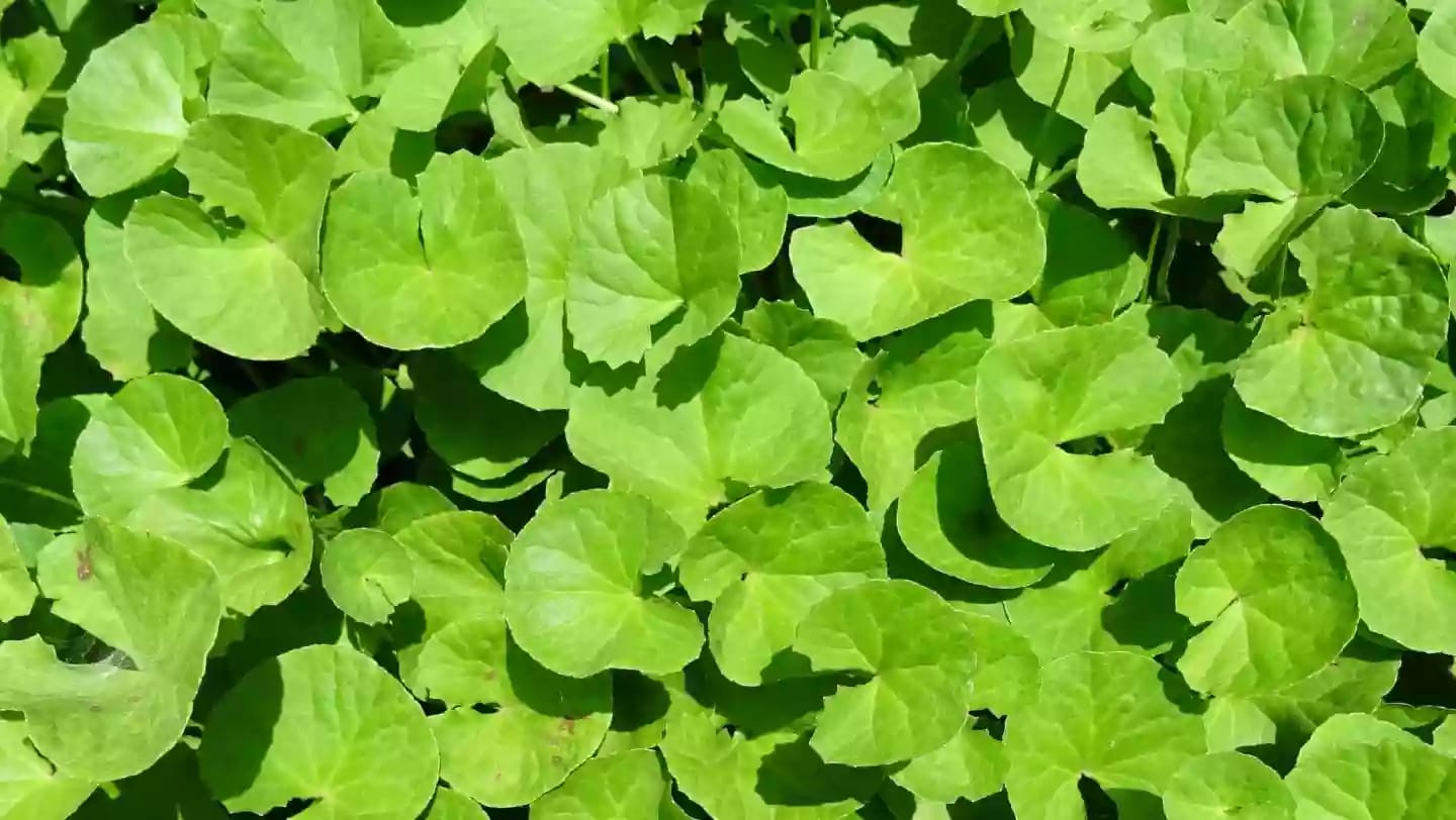 Planta perenne de centella asiática con tallos postrados y hojas rojizas