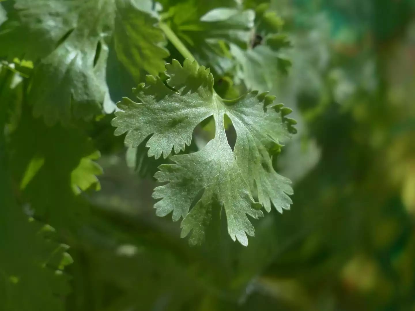 Planta de cilantro con flores blancas o rosadas de cultivo accesible