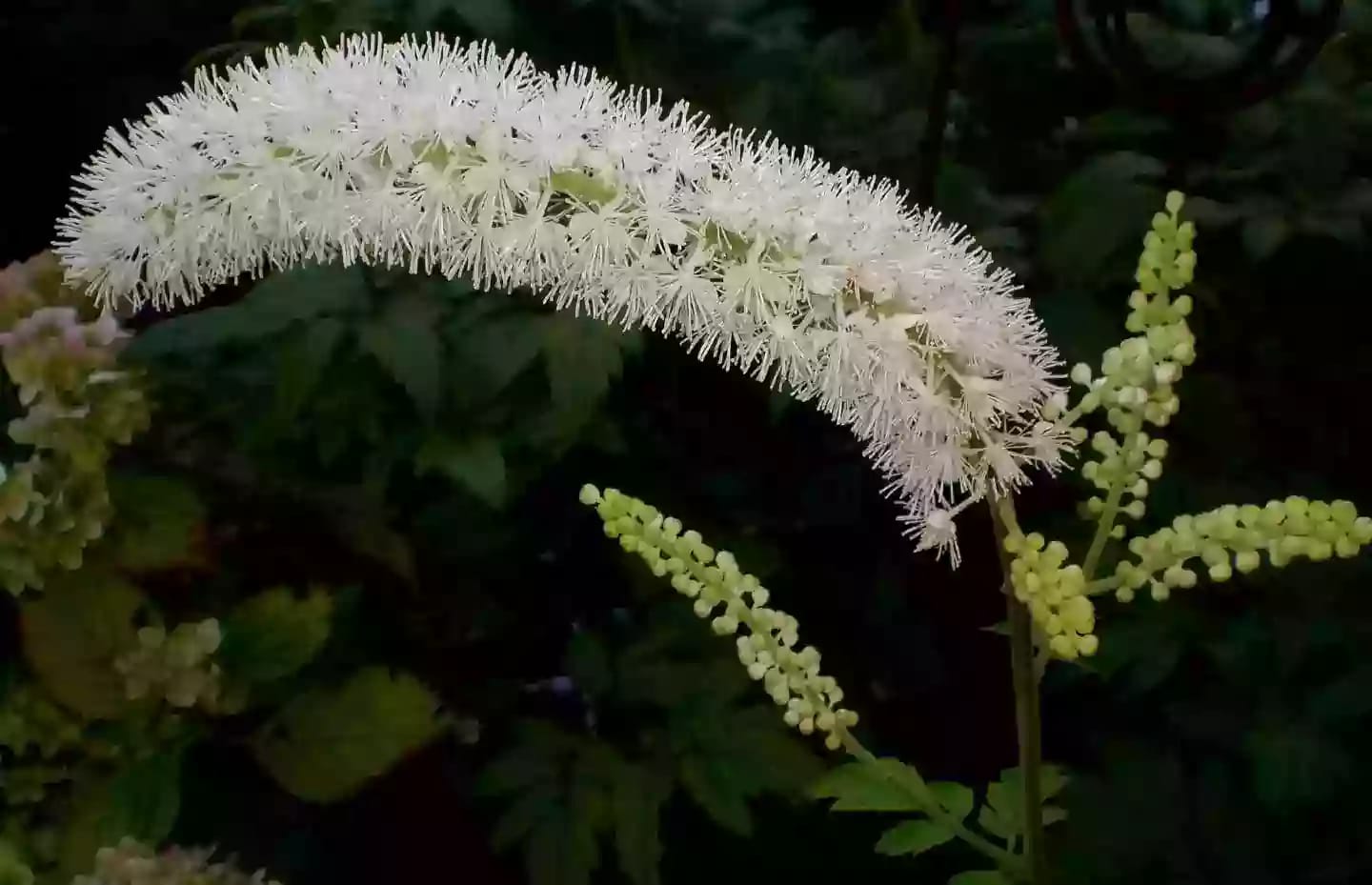 Planta perenne de cohosh negro con racimos de flores blancas