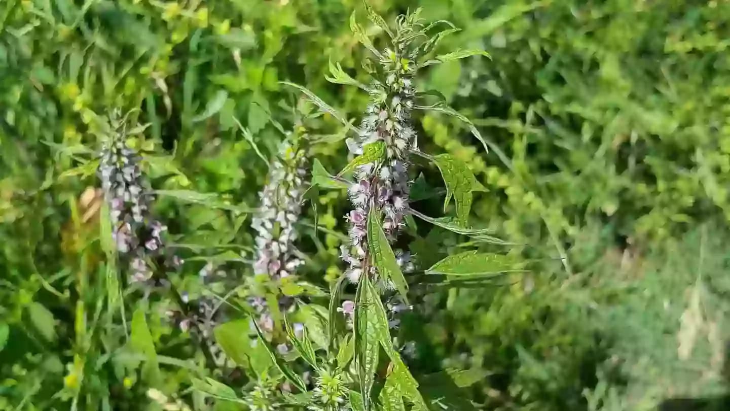 Planta de cola de león con flores de color púrpura rosado