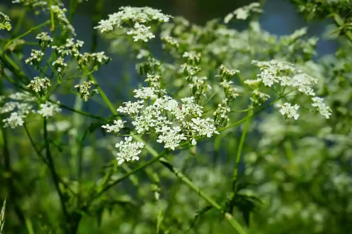 Planta de comino con flores pequeñas utilizada como condimento culinario