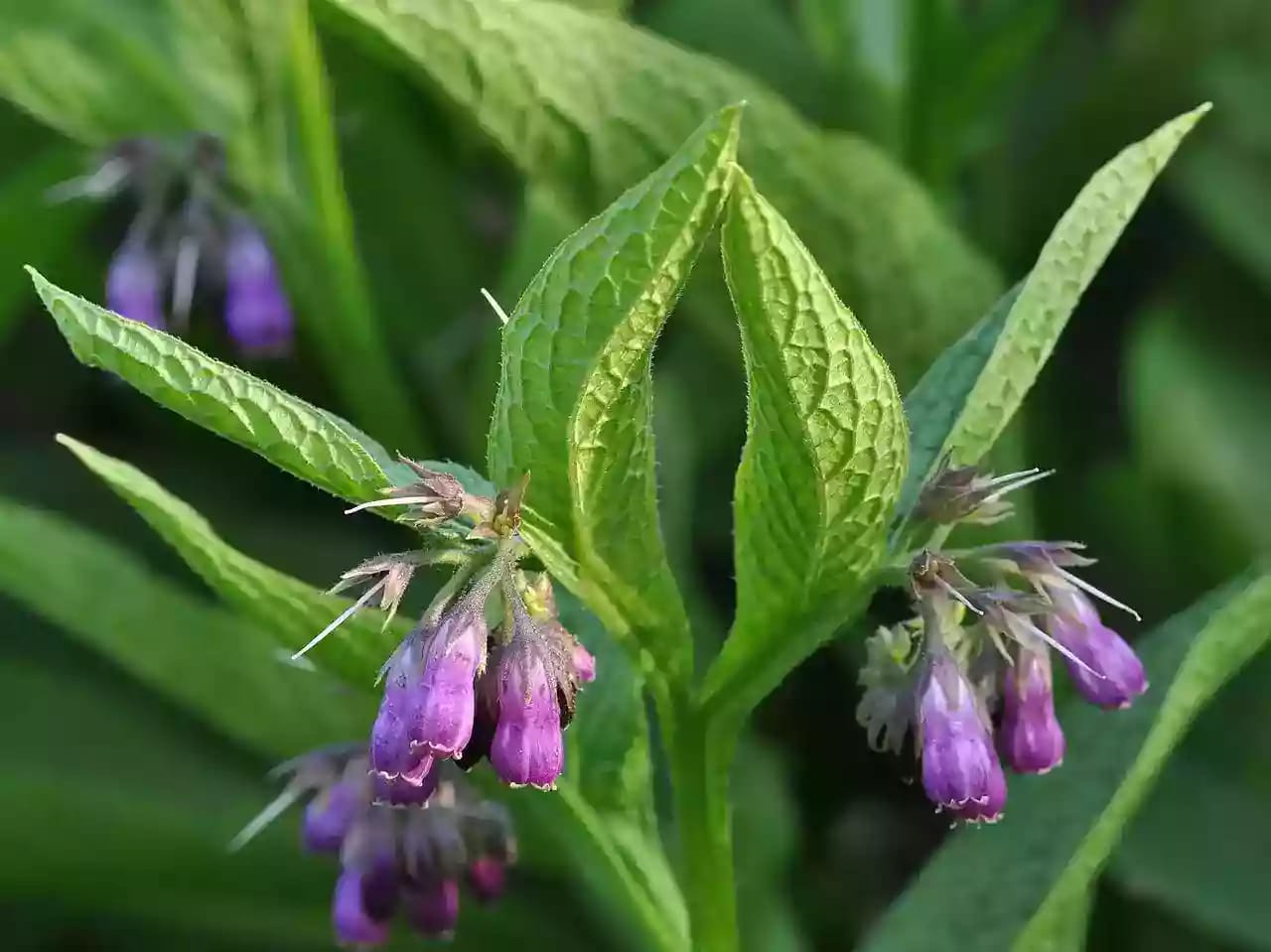 Planta herbácea de consulda con hojas grandes y flores rosadas