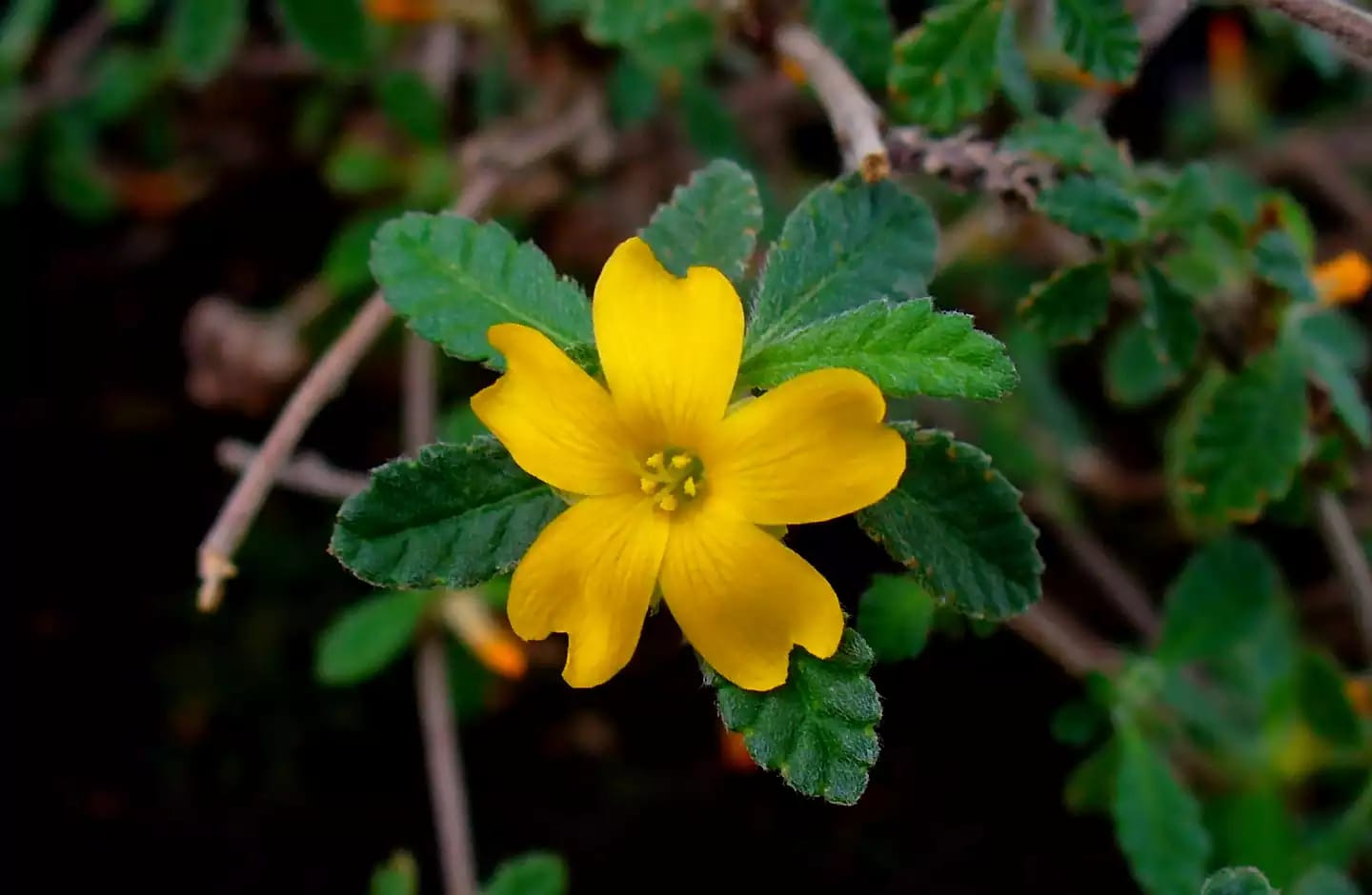 Planta medicinal de damiana conocida como hierba de la pastora