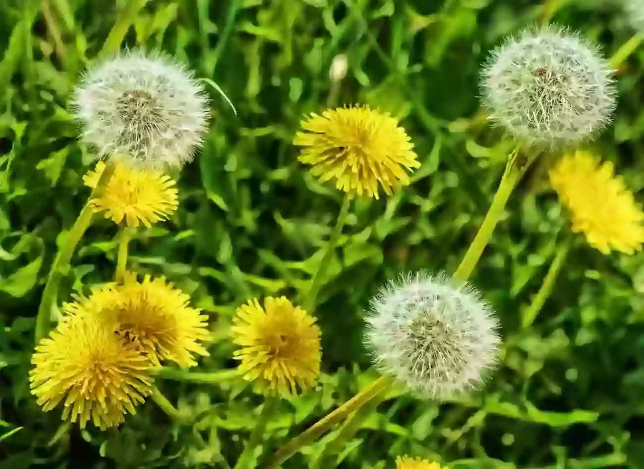 Planta de diente de león con hojas dentadas en roseta