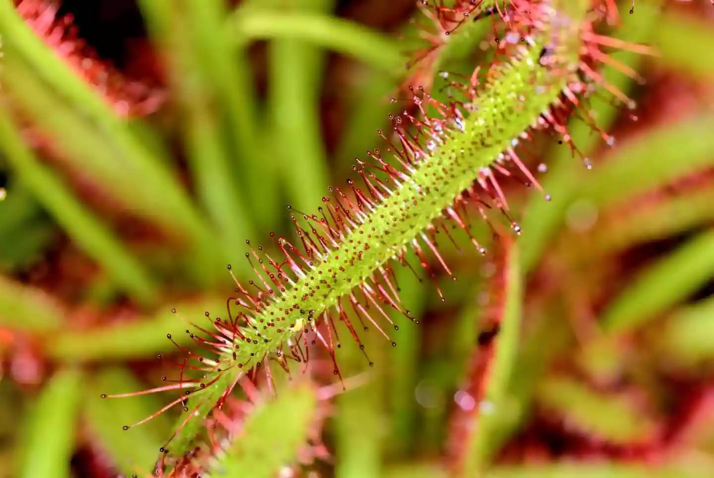 Planta perenne herbácea de drosera dispuesta en racimos distintivos