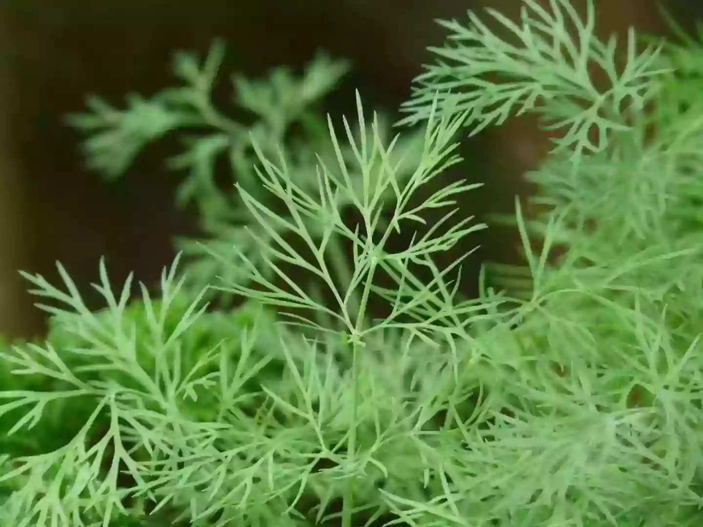 Planta herbácea anual de eneldo con hojas finas y semillas aromáticas