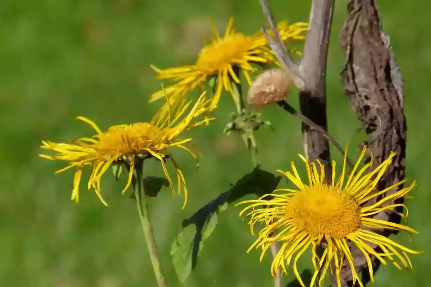 Planta rígida de énula con hojas dentadas y flores amarillas