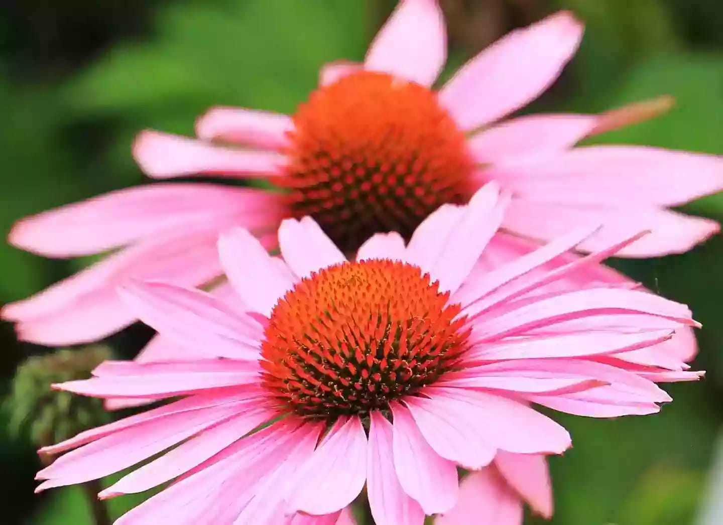 Planta de equinácea con flores de tonos rosa púrpura y anaranjados