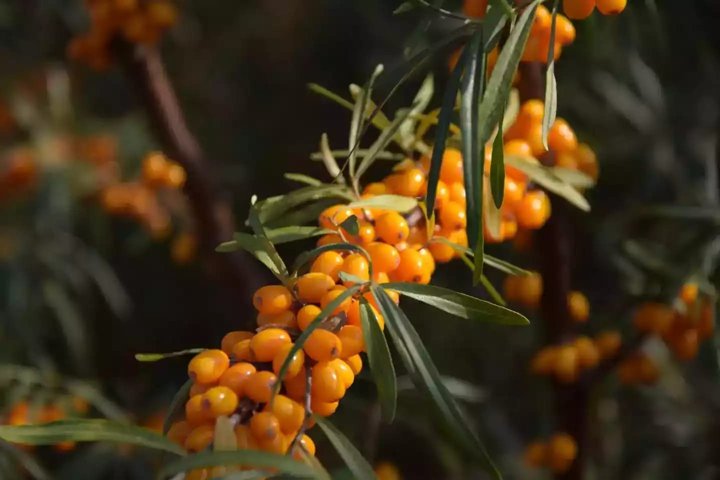 Arbusto de espino amarillo con frutos ovoides de color anaranjado