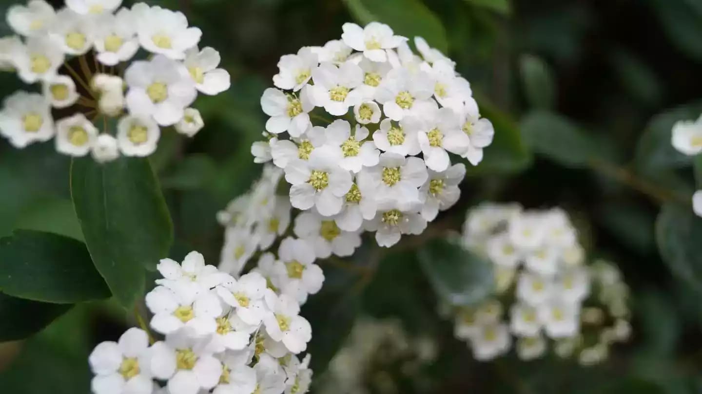 Árbol de espino blanco con corteza dura y flores blancas