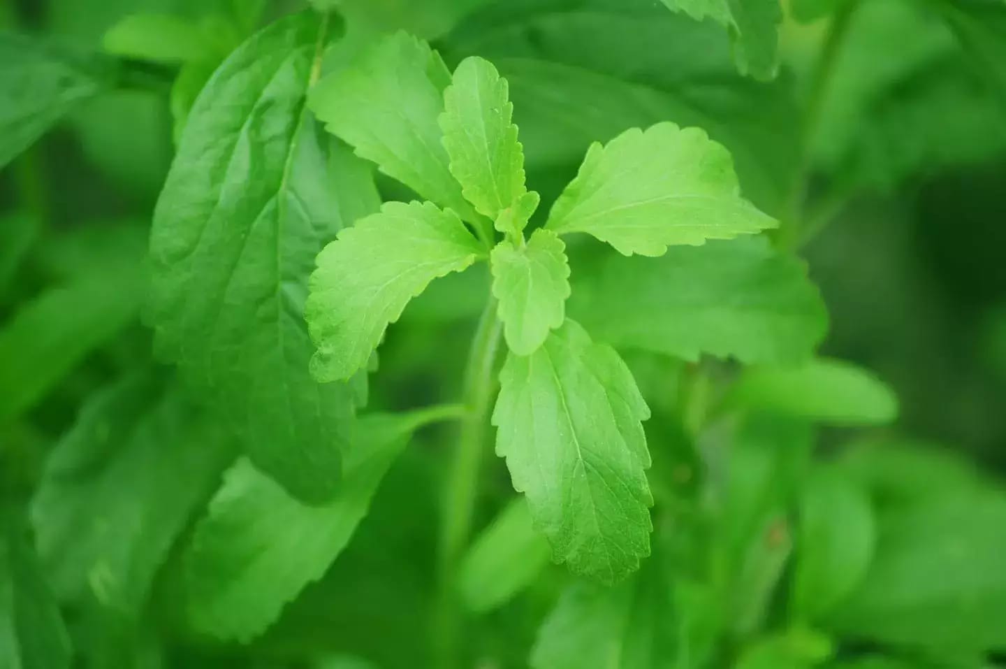 Arbusto perenne de estevia cultivado por su concentración de edulcorante