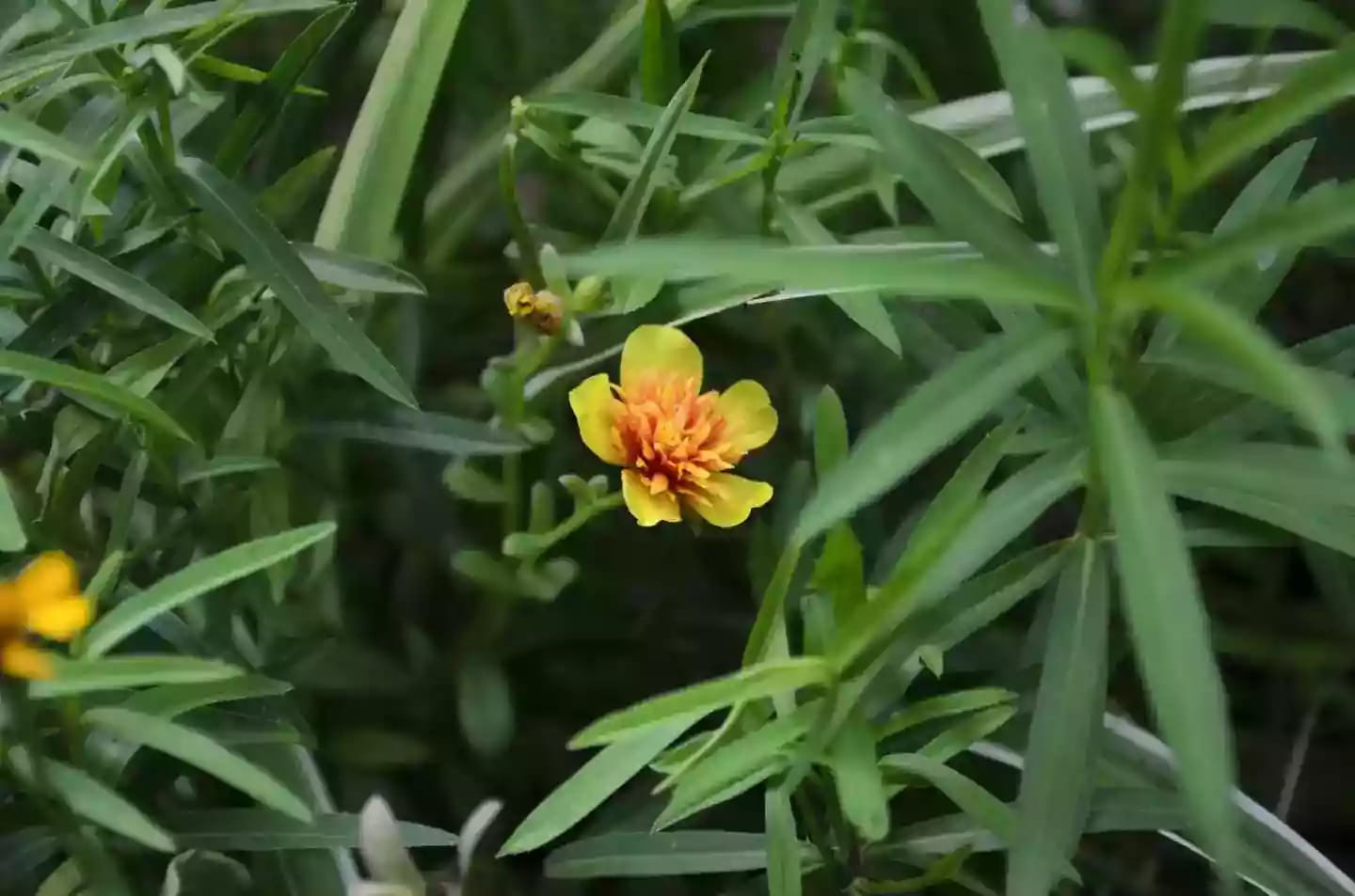Planta aromática perenne de estragón con hojas de uso culinario