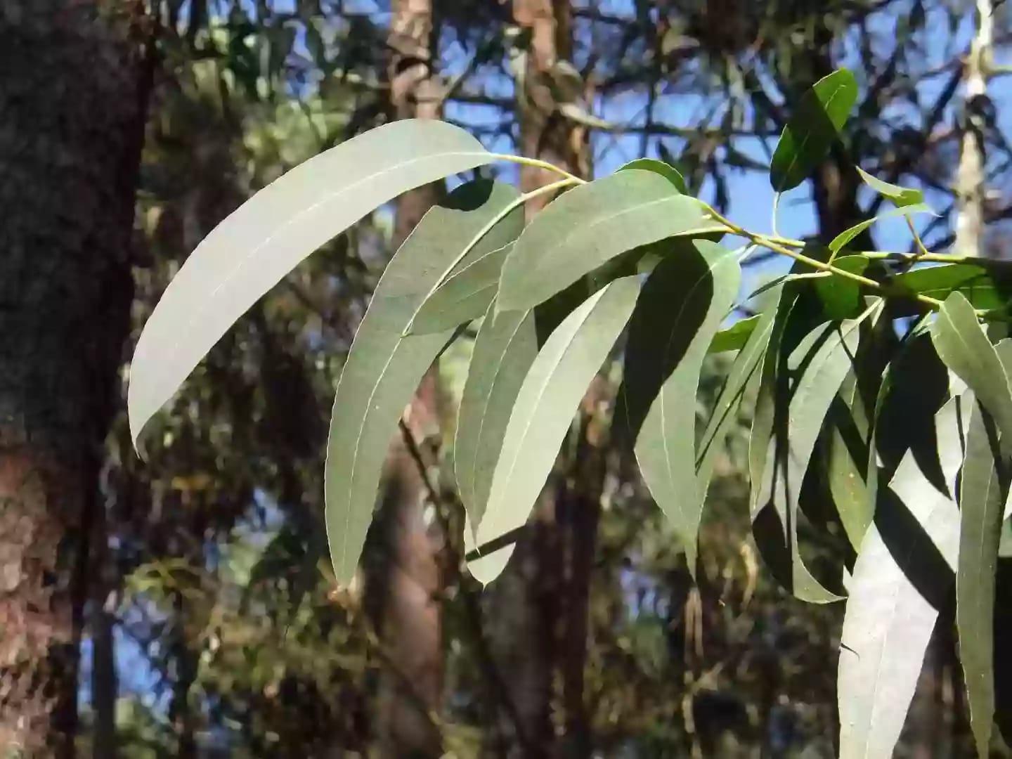 Árbol perenne de eucalipto de gran altura con hojas aromáticas características