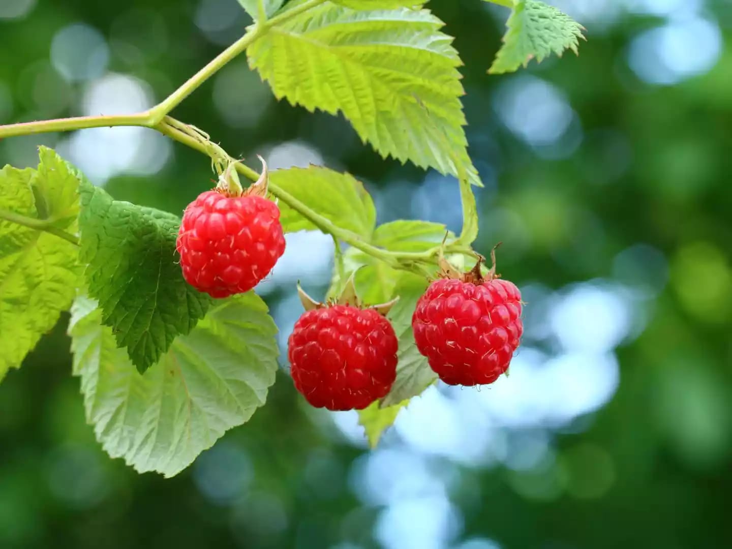 Planta perenne de frambueso con frutos dulces conocidos como frambuesas