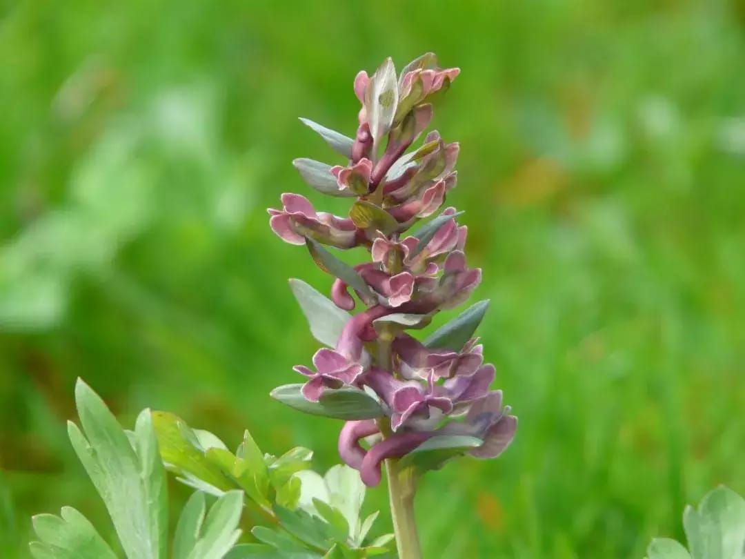 Planta herbácea anual de fumaria con racimos florales de tono morado