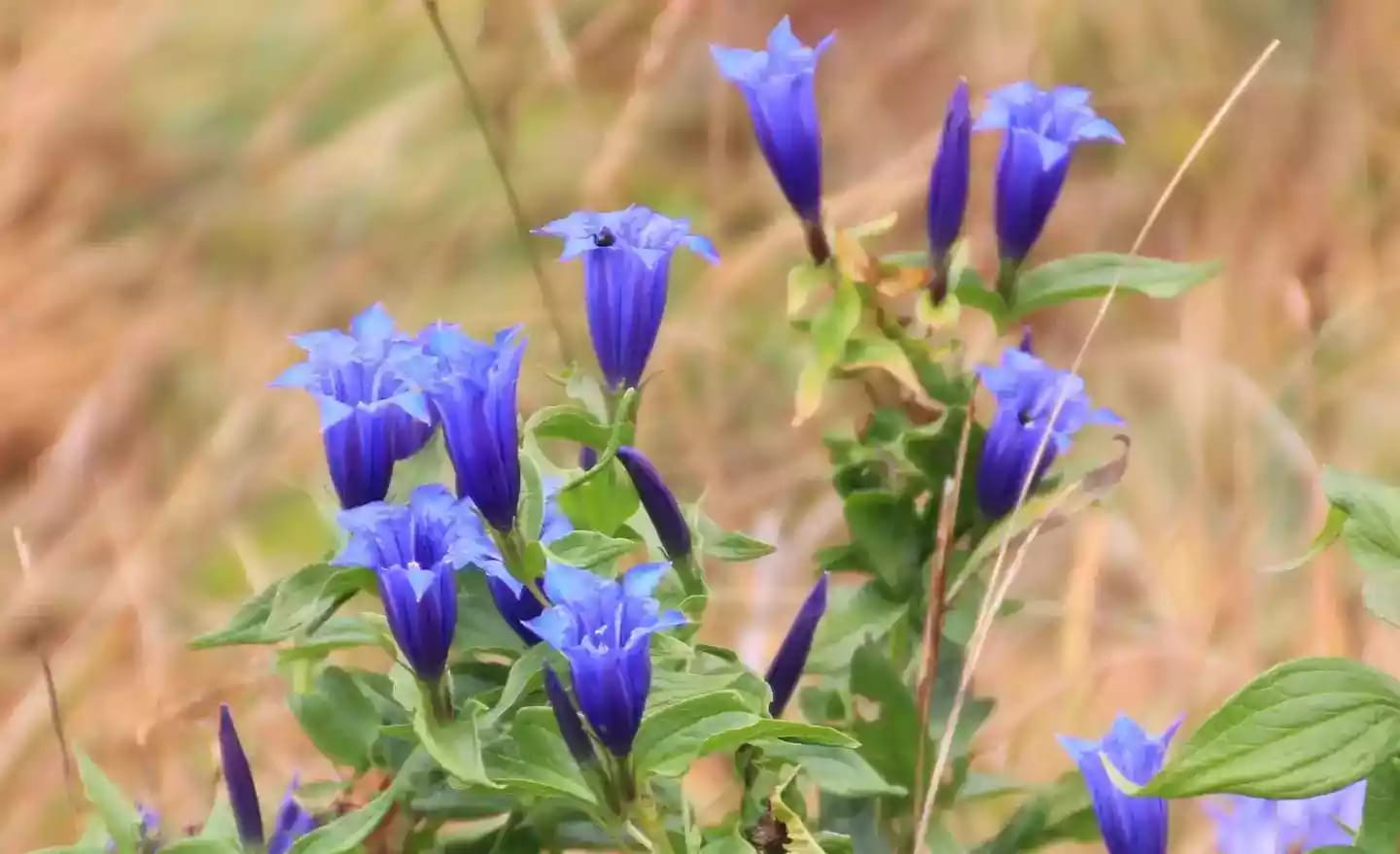 Planta herbácea de genciana con flores vistosas de colores llamativos