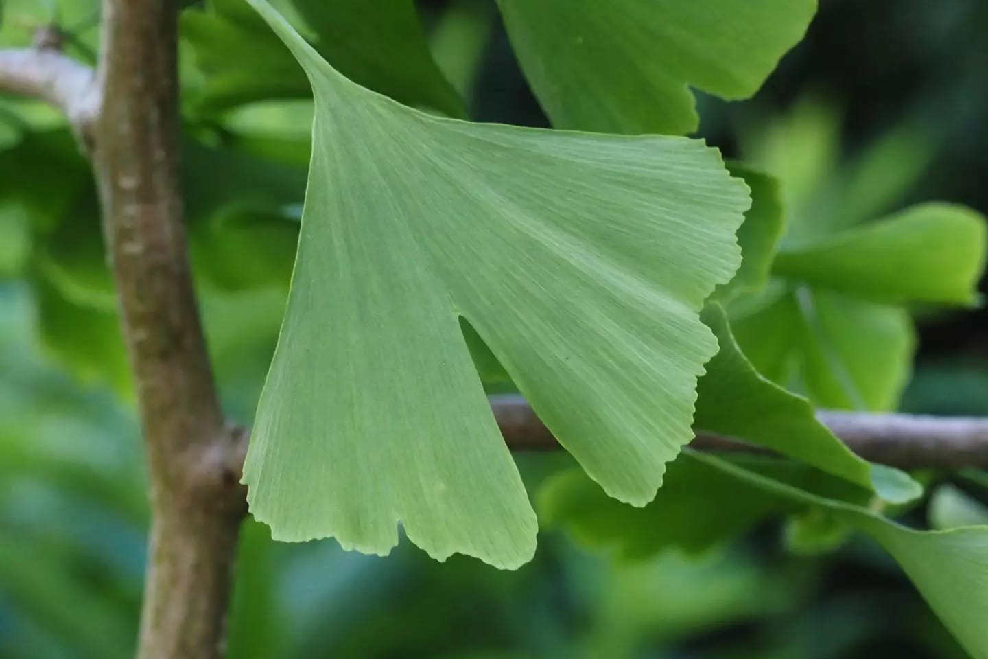 Árbol caducifolio de ginkgo biloba originario de antiguos bosques de China