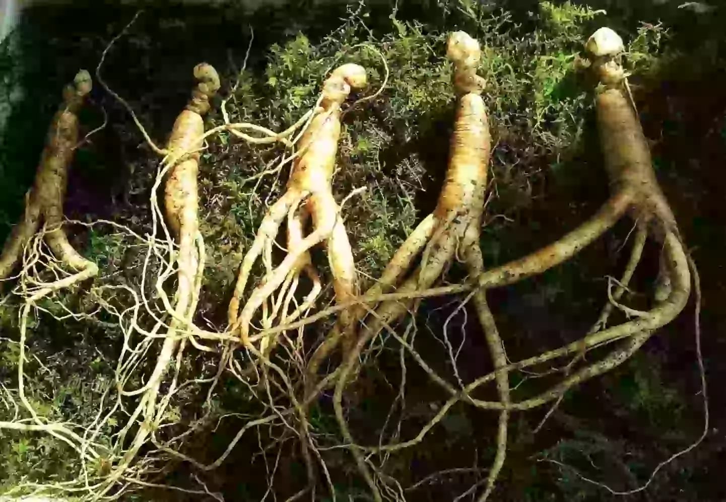 Raíz carnosa de la planta de ginseng en la medicina tradicional china