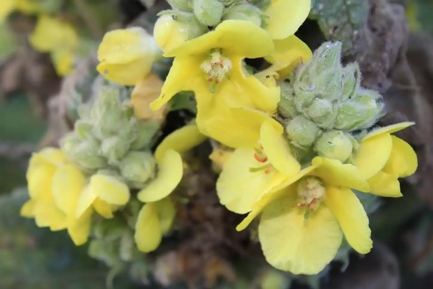 Planta herbácea bienal de gordolobo con flores amarillas de época estival