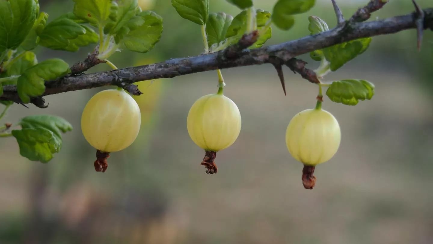 Arbusto de grosella espinosa con bayas comestibles y ramas espinosas