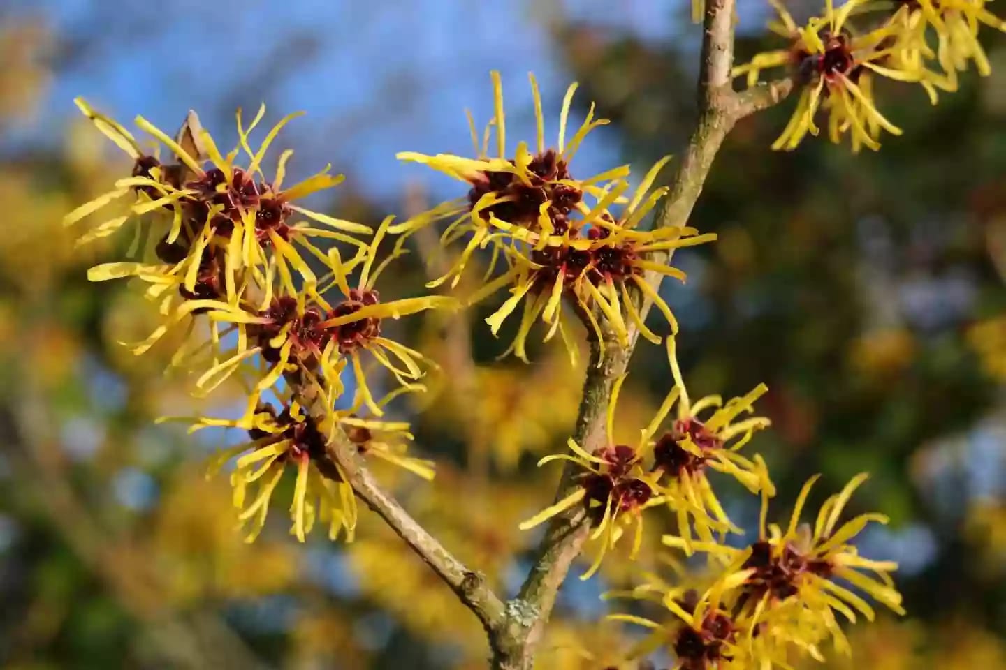 Árbol de hamamelis con frutos en cápsulas con semillas