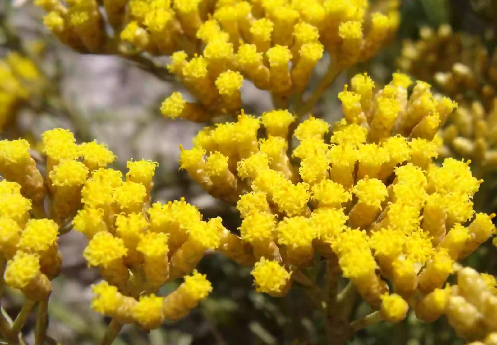 Planta herbácea perenne de helicriso conocida como siempreviva