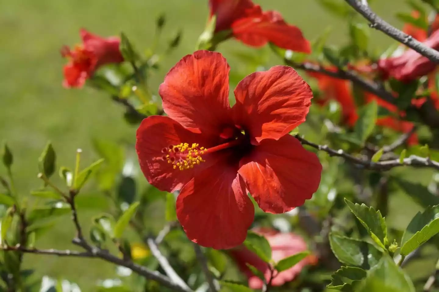 Planta herbácea de hibisco con flores características