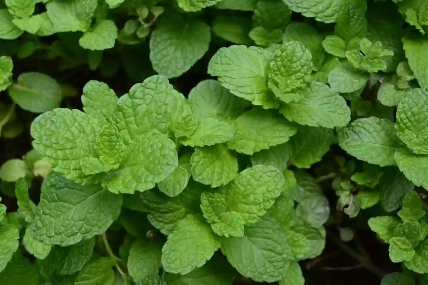 Planta aromática de hierba buena para gastronomía y perfumería