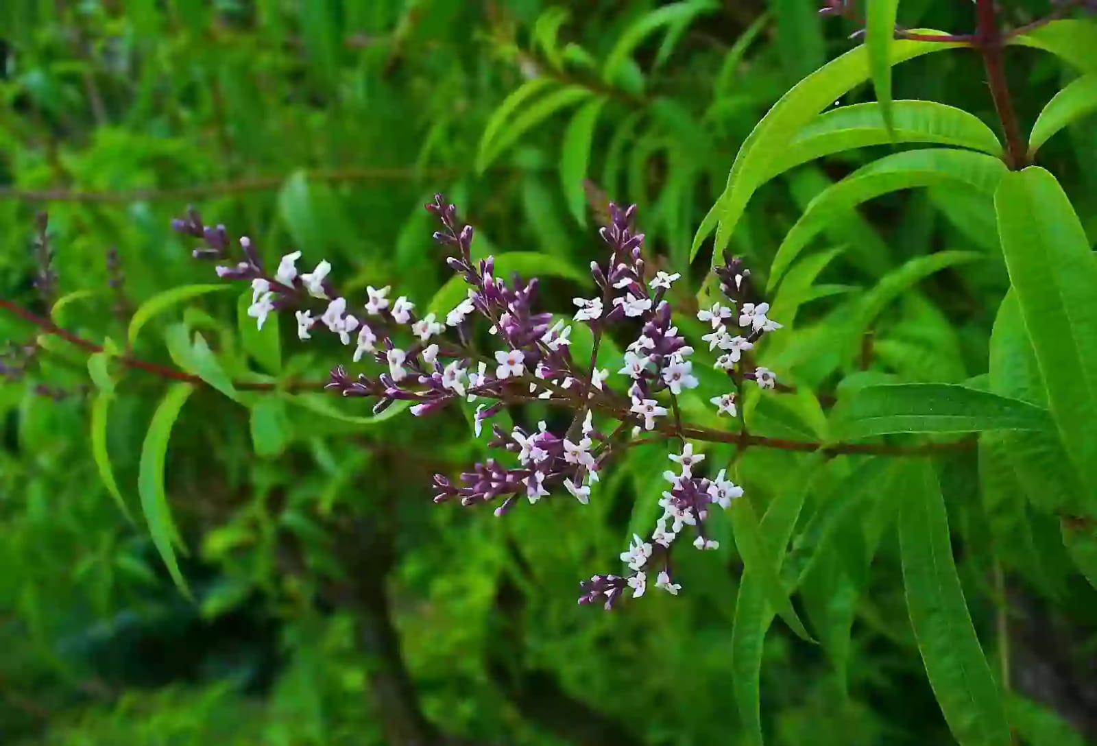 Planta aromática y medicinal de hierbaluisa cultivada en huertos