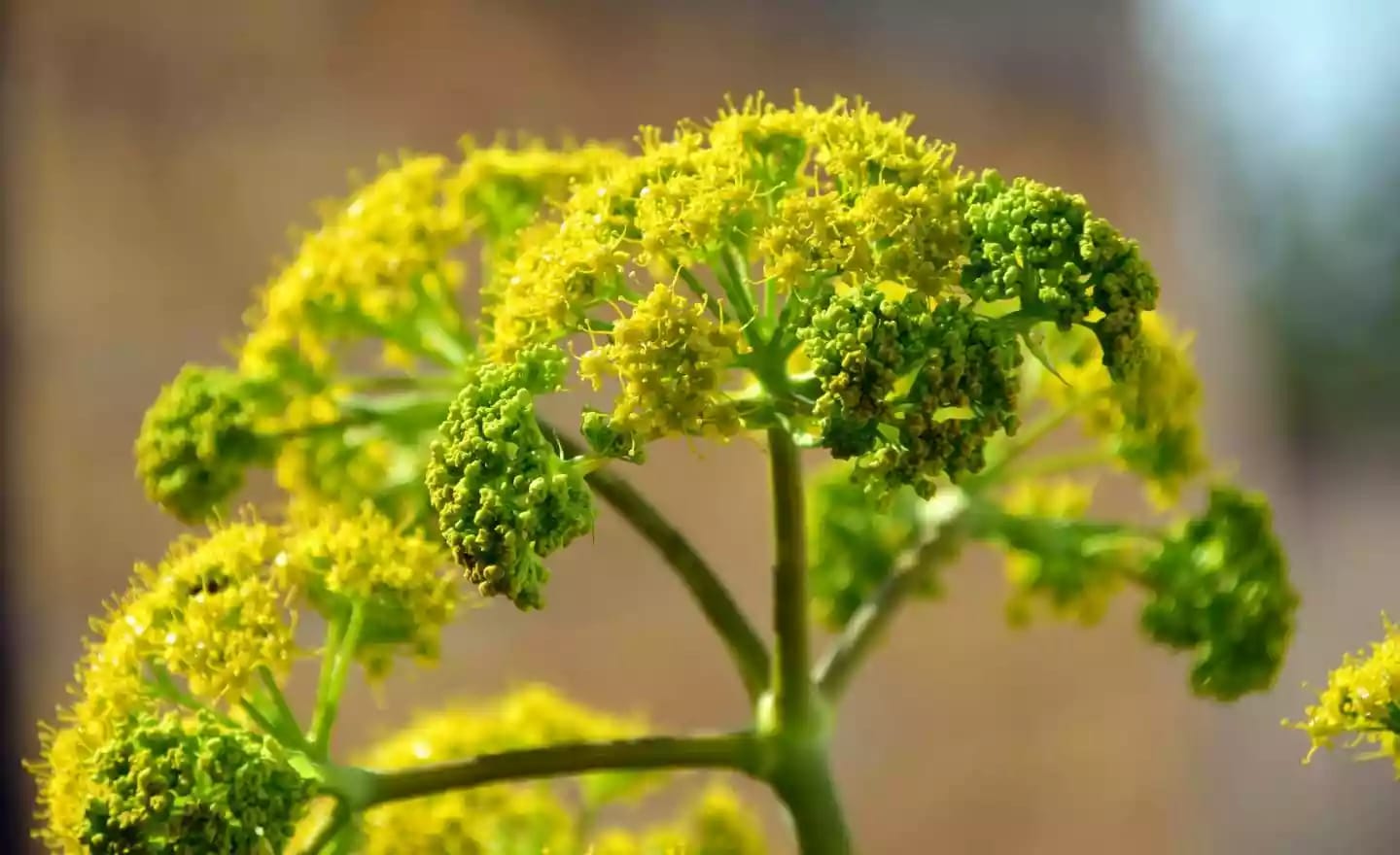 Planta herbácea de hinojo de la familia del apio