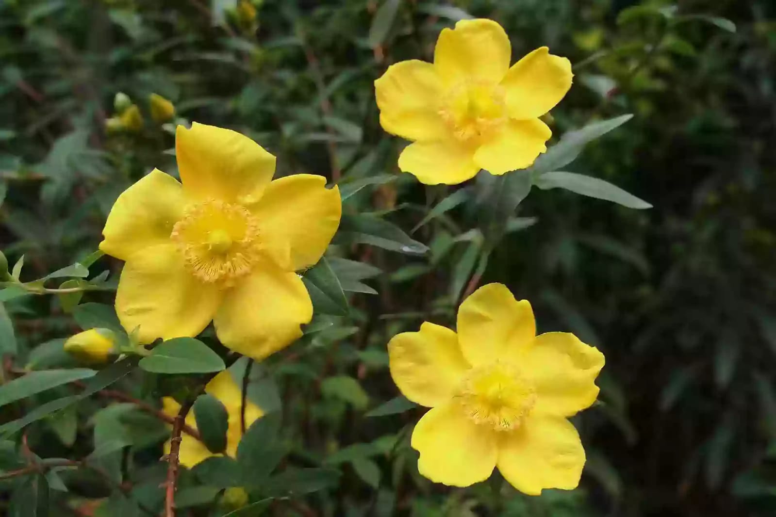 Planta herbácea de hipérico con racimos de flores amarillas